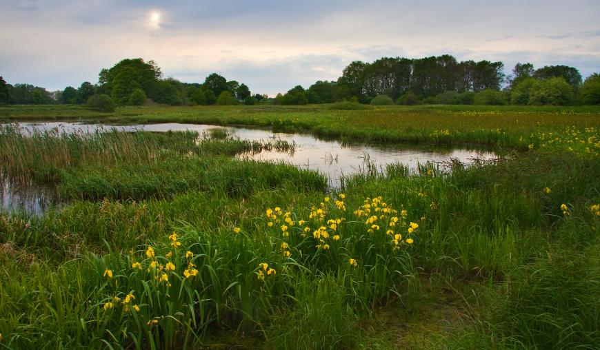 Syring bei Plau am See